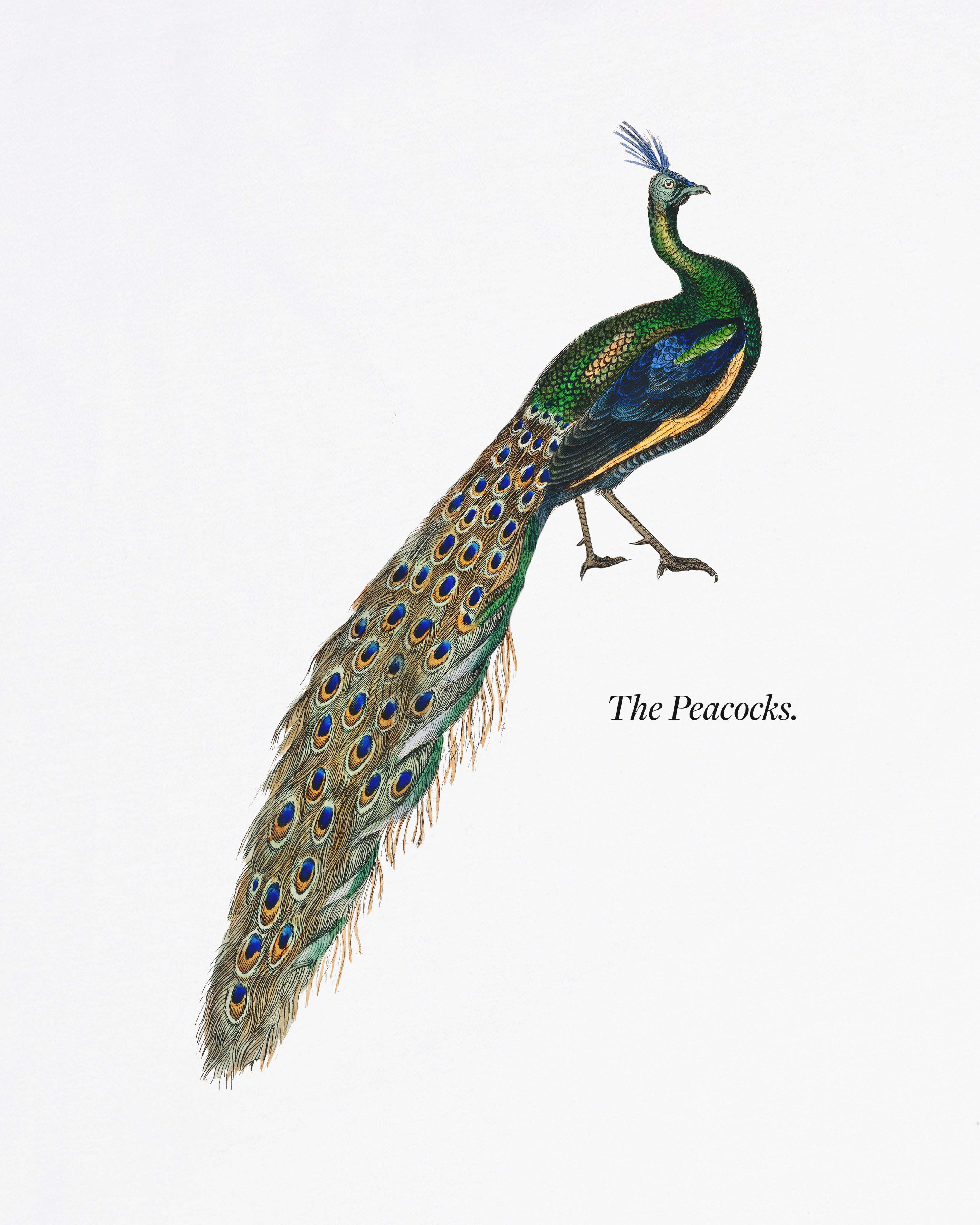 The Peacocks - Tee or Sweat